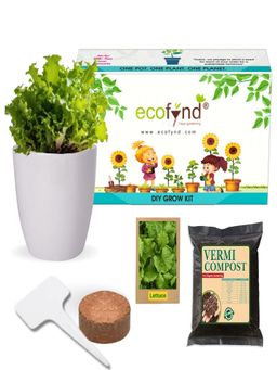 Ecofynd - Diy Grow Kit for Lettuce