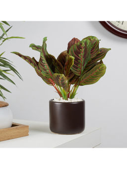 HomeTown - Ilana Faux Maranta Ceramic Potted Plant 25 Cm in Green Colour