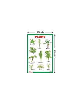 Pegasus - Plants Thick Laminated Primary Chart
