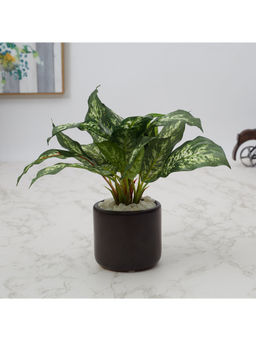 HomeTown - Ilana Faux Dieffenbachia 1 Ceramic Potted Plant 25 Cm in Green Colour