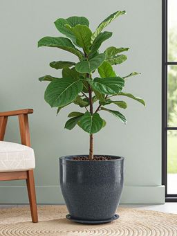 Kuber Industries - Round Rotomould 9 Inch Flower Pot with Tray & Drainage Hole Luna - Grey