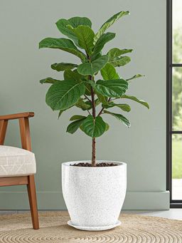 Kuber Industries - Round Rotomould 9 Inch Flower Pot with Tray & Drainage Hole Luna - White