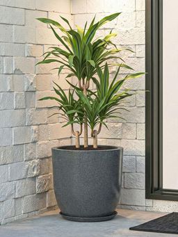 Kuber Industries - Rotomould Round 12 Inch Flower Planter with Tray & Drainage Cup - Grey