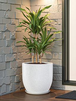 Kuber Industries - Rotomould Round 12 Inch Flower Planter with Tray & Drainage Cup - White