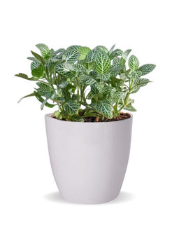 Ecofynd - 1, 5 inches White Ceramic Plant Pots