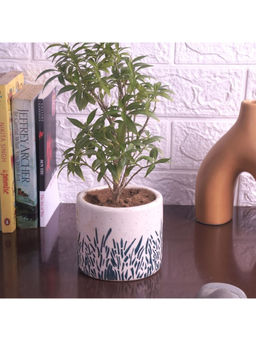 Ecofynd - 1, 4 inches Ceramic Plant Pots