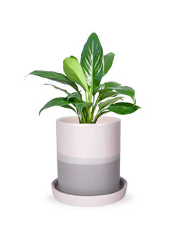Ecofynd - 1 Grey Ceramic Plant Pots