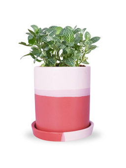 Ecofynd - 1 Red Ceramic Plant Pots