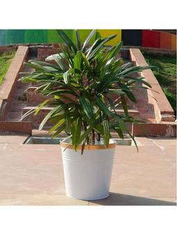 Ecofynd - 10 inches White Round Bucket Metal Planters