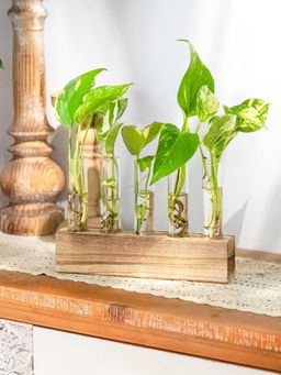 Ecofynd - 5 Test Tube Planter with Wooden Holder Transparent