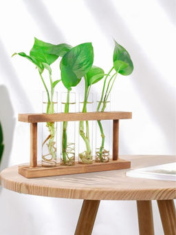 Ecofynd - Test Tube Planter with Wooden Holder Transparent