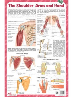 Pegasus - The Shoulder Arms and Hand Thick Laminated Chart
