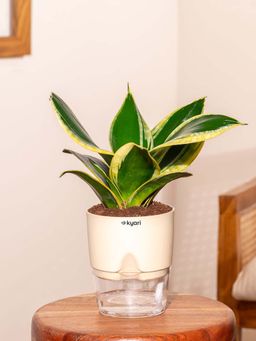 KYARI - Golden Hahnii Snake Plant With Self Watering Pot