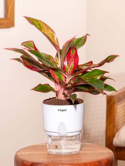 KYARI - Aglaonema Lipstick Plant With Self Watering Pot