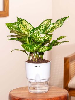 KYARI - Aglaonema Snow White Plant With Self Watering Pot