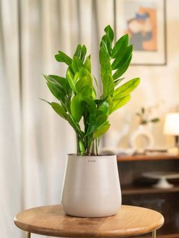 KYARI - Zamia Green - Zz Plant With Medium Metal Self Watering Pot