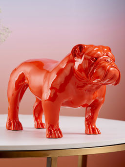 Shaze - Angus - Bull Dog