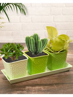 Homesake - Herb Pot Planter Tray Green Metal Planter