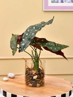 Tayhaa - Transparent Glass Planter with Artificial Spotted Begonia Plant