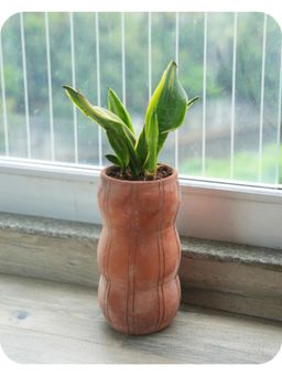 Swadeh - Eco Pod Shaped Plater