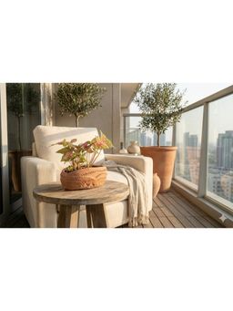 Swadeh - Dholak Beat Shaped Plater