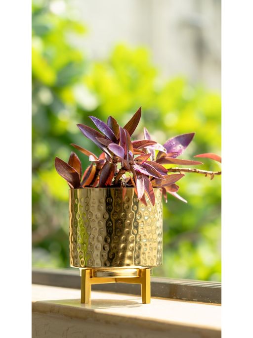 The Pitara Project Planter Gold Hammer With Gold Stand