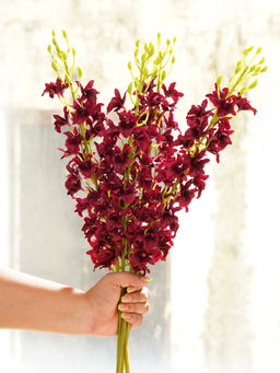 Pure Home + Living - Dark Purple Artificial Orchid Stem - Single