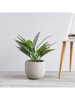 Pure Home + Living - Grey Round Classic Planter - Large