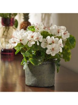 Pure Home + Living - White Artificial Begonia Potted Plant