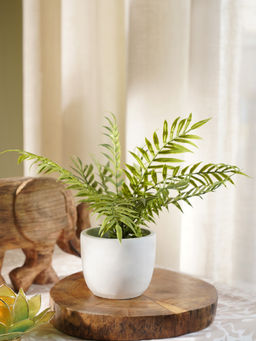 Pure Home + Living - Boston Fern in Cement Pot