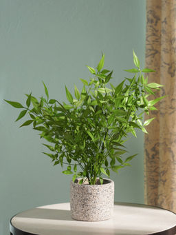 Pure Home + Living - Greenery in Cement Pot