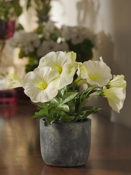 Pure Home + Living - Ivory Artificial Petunia Potted Plant