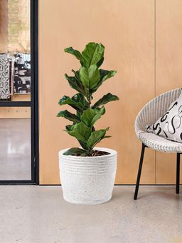 Kuber Industries - Roto Mould Flower Pot with Bottom Tray Sunshine - White