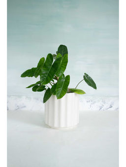 Freedom Tree - Fluted Off White Spec Planter