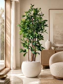 Mason Home - Artificial Dracaena Surculosa Plant - 6 Feet (With Pot)