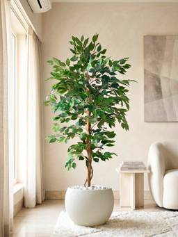 Mason Home - Artificial Weeping Ficus Plant - 5 Feet (Without Pot)