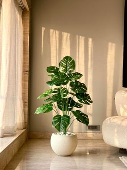 Mason Home - Artificial Midas Monstera Plant - 3 Feet