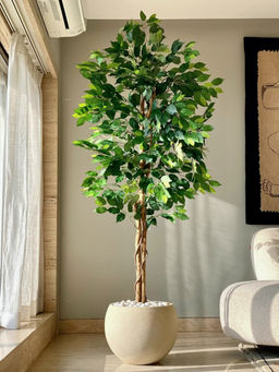Mason Home - Artificial Dried Ficus Plant - 7 Feet