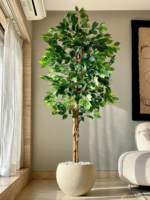Mason Home Artificial Dried Ficus Plant - 7 Feet