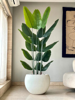 Mason Home - Artificial Lush Travellers Palm, 6Ft