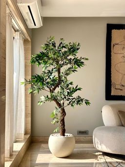 Mason Home - Artificial 6.5 Feet Twisted Ficus Plant