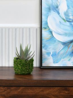 At Home by Nilkamal - Algae Aloevera Potted Plant (Green)