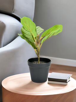 At Home by Nilkamal - Fiddle Leaf Potted Plant (Green)