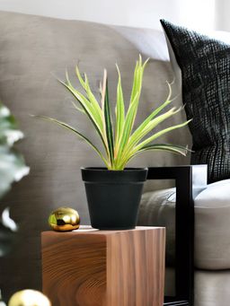 At Home by Nilkamal - Snake Potted Plant - Dracaena Trifasciata (Green)