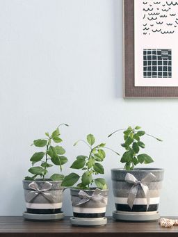 At Home by Nilkamal - Dandelion Planters Set of 3 (Black and White)