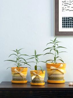 At Home by Nilkamal - Dandelion Planters Set of 3 (Mustard)