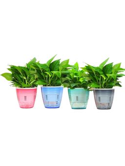 UMAI - Self Watering Planters and Pots (Pack of 4)