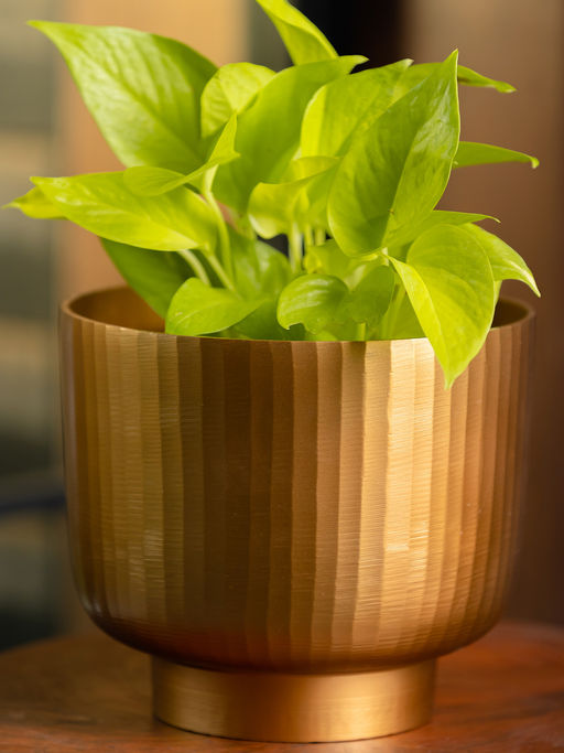 SG Home Fluted Planter Medium (Golden)