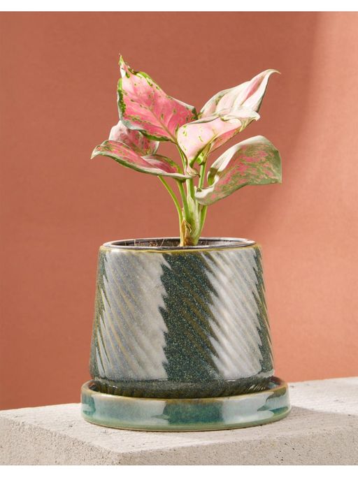 Fabindia Green Ahilya Ceramic Table Planter with Stand