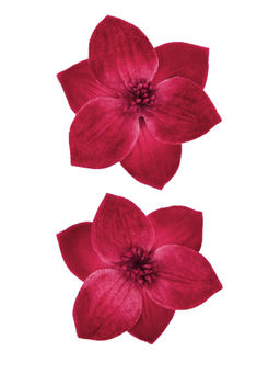 Accessorize London - Red Velvet Hibiscus Hair Clips (Pack of 2)